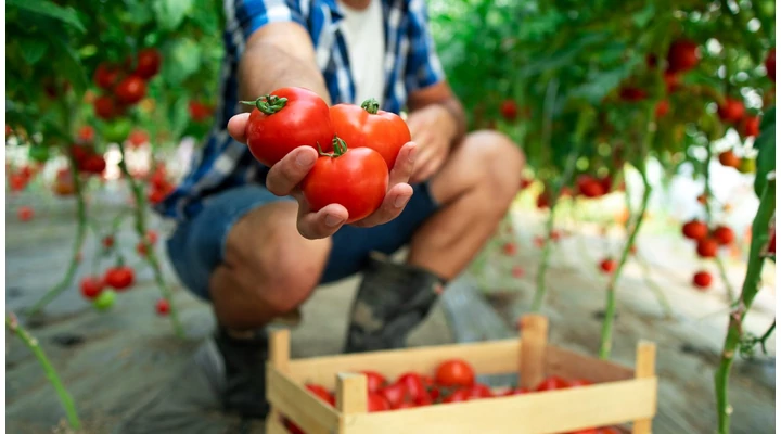 Májusi palántázás: Tippek és tanácsok a sikeres kertindításhoz